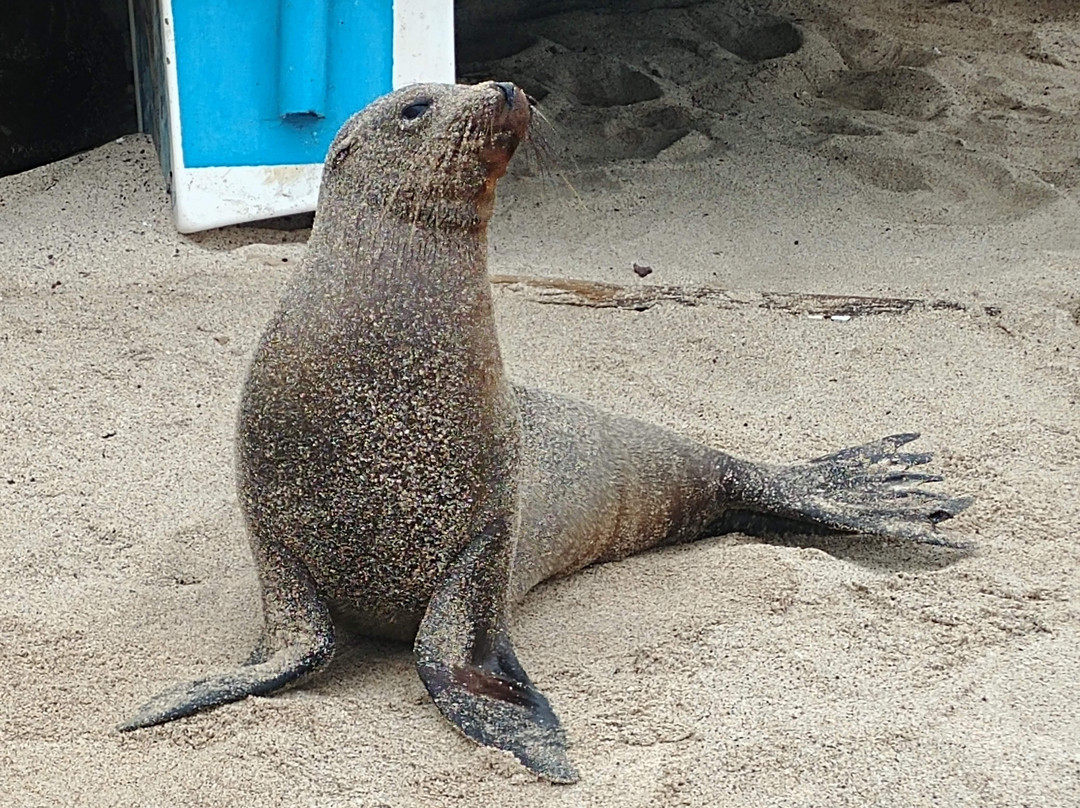 Galapagos Unbound-圣克鲁斯必去景点
