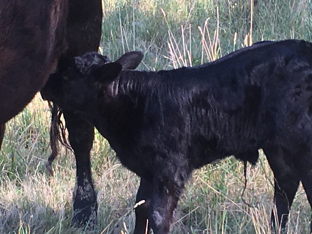 Wirraway Farm Stay主图