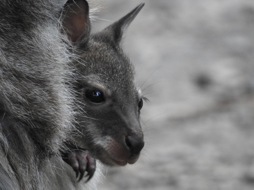 Inala Nature Tours-布鲁尼岛必去景点