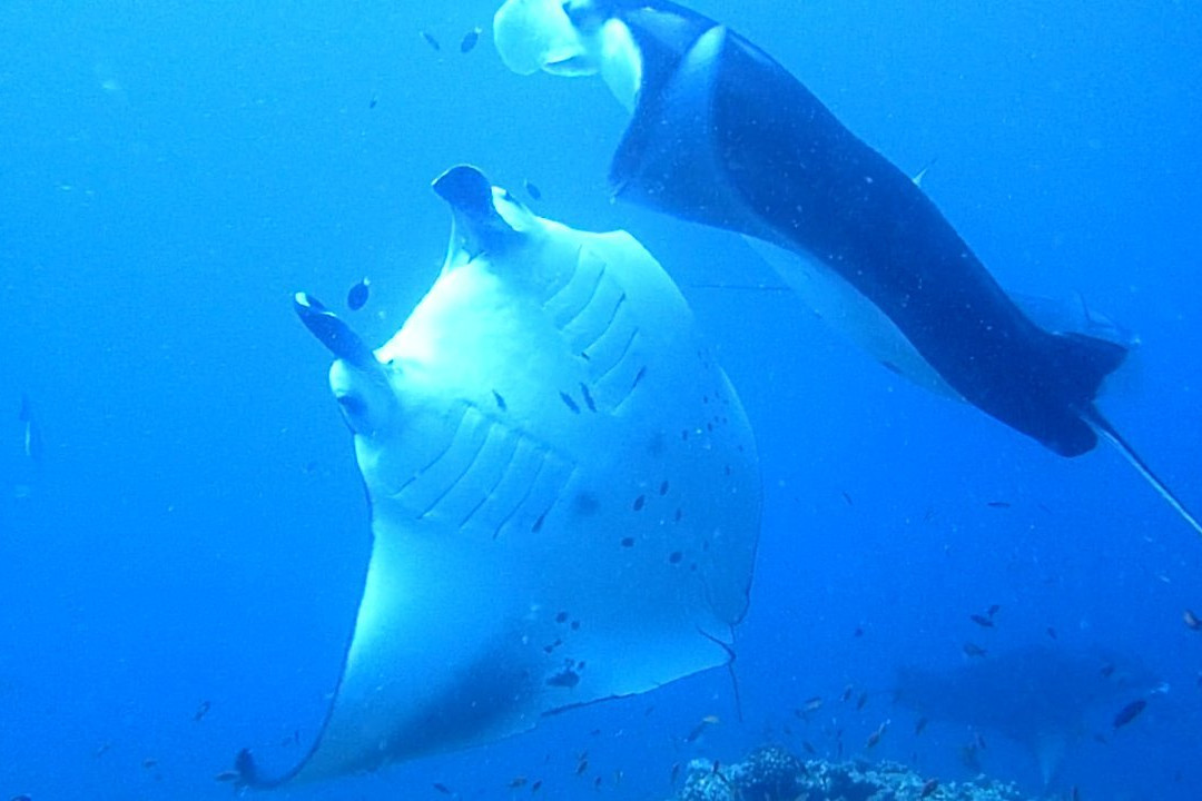 Atoll Scuba-Bodufolhudhoo必去景点
