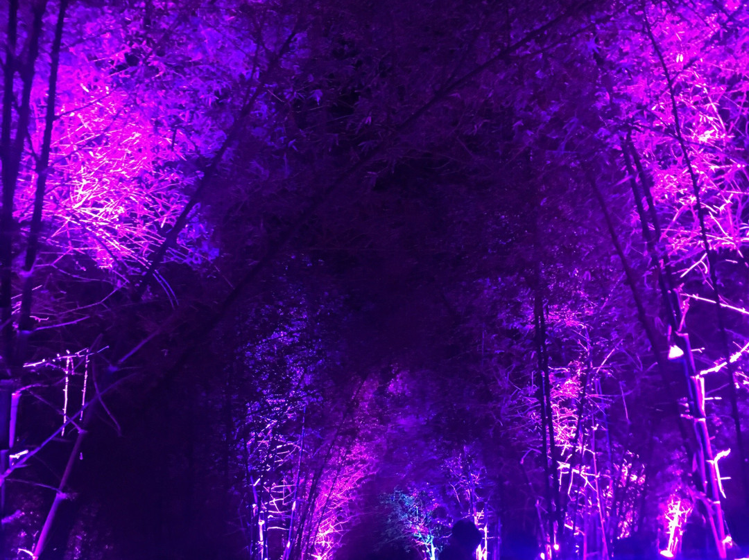 Bambusetum Park-Ligao必去景点