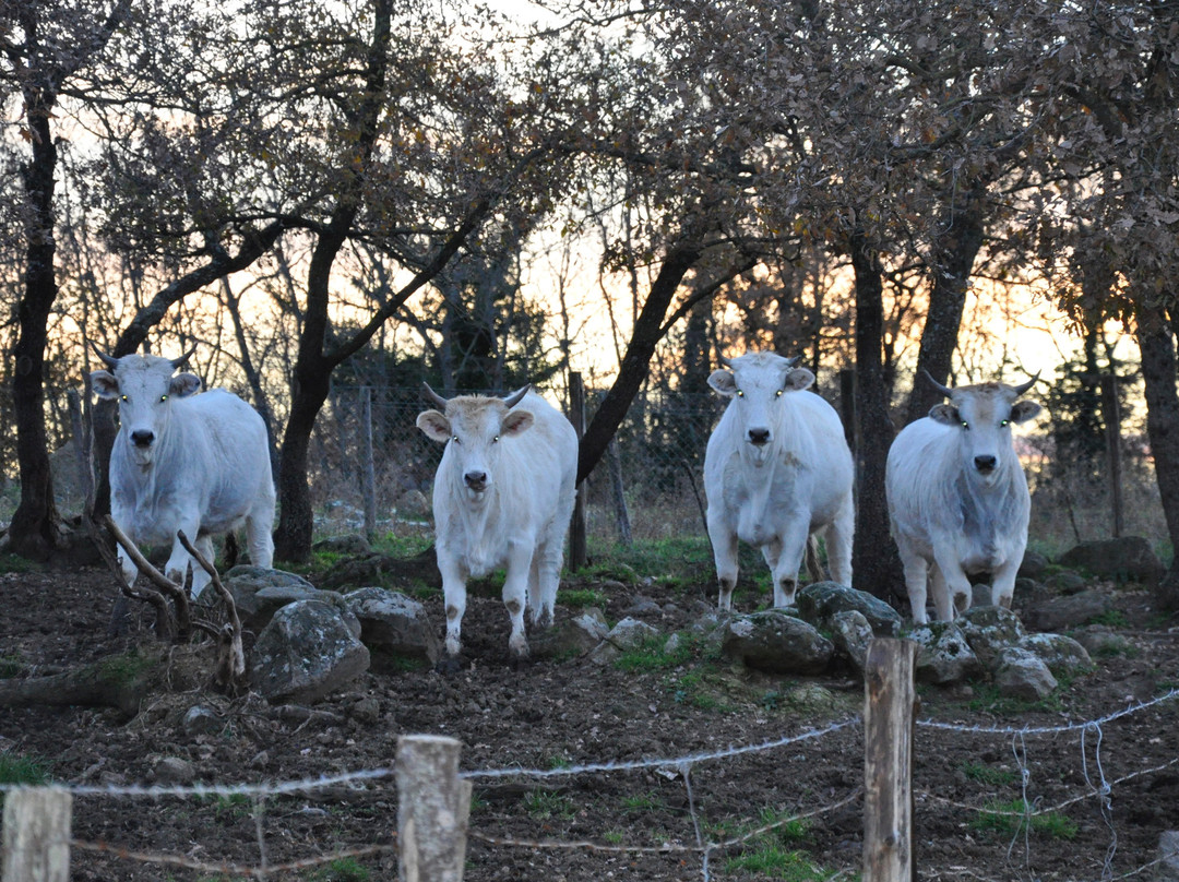 Agriturismo Poggio Della Capanna主图