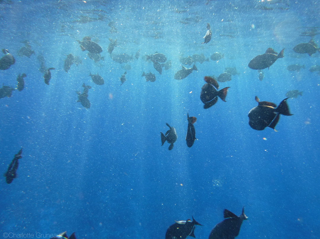 Aloha Blue Charters-玛阿拉也亚必去景点