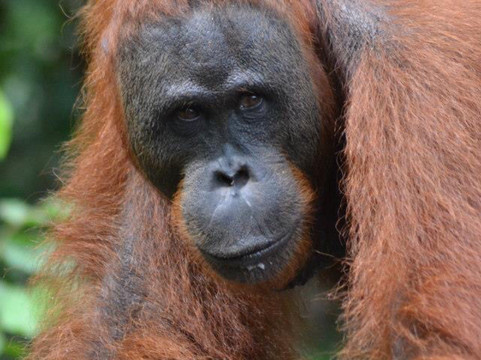 Tanjung Puting Tour-Pangkalan Bun必去景点