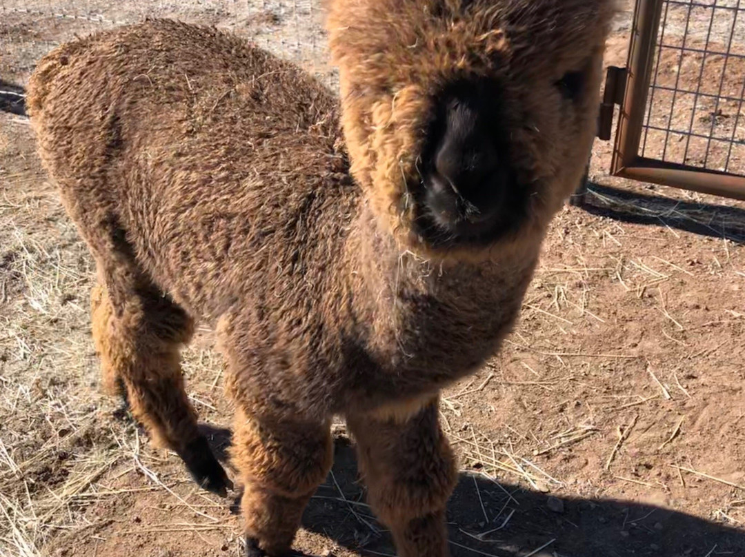 Plum Creek Alpacas-Bradfordsville必去景点