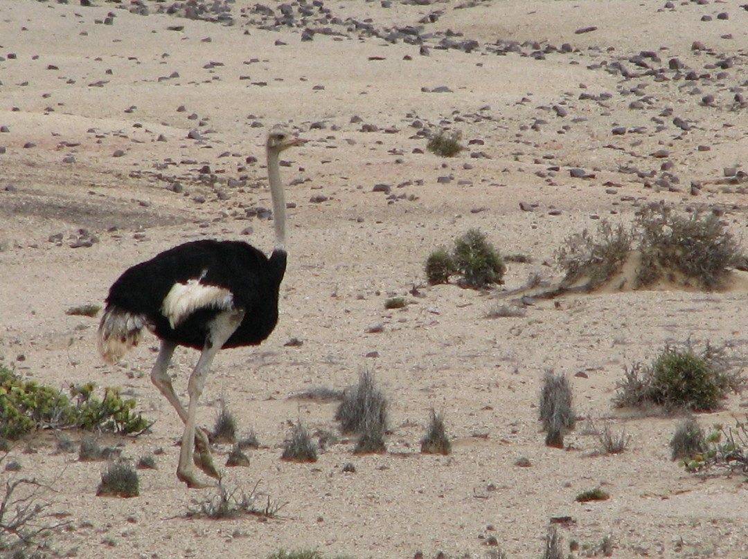 Kallisto Tours-斯瓦科普蒙德必去景点