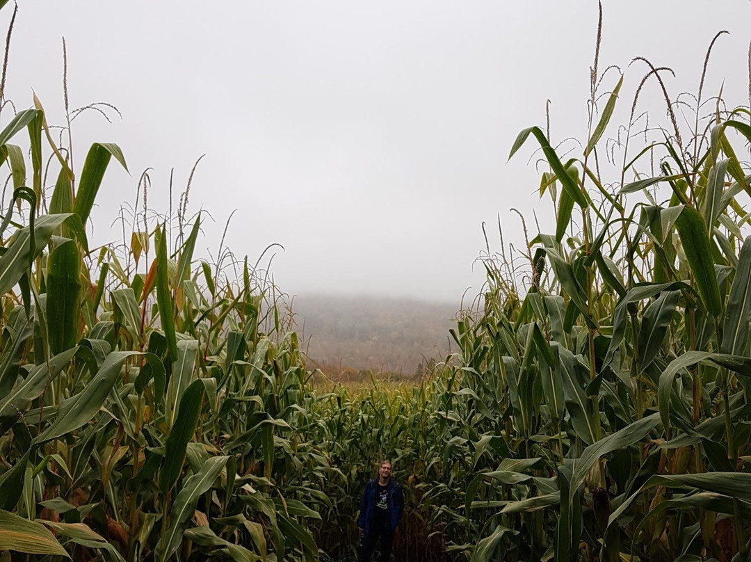 Great Vermont Corn Maze景点图片