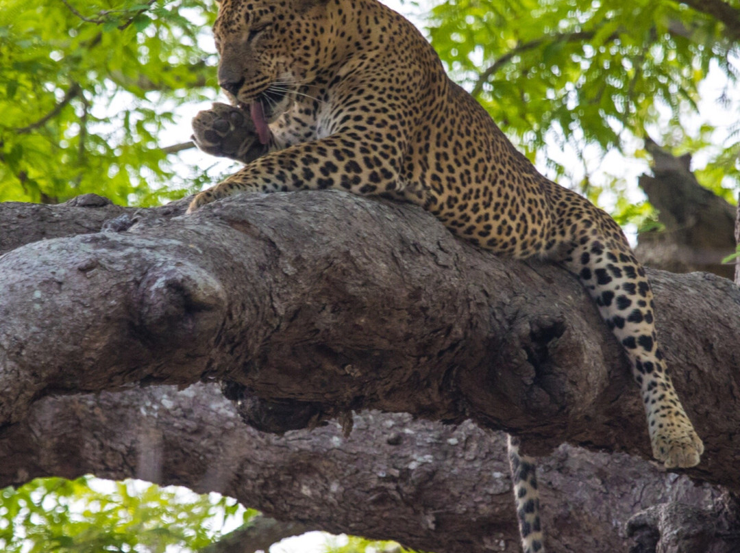 Arugam Bay Tours-阿鲁甘湾必去景点