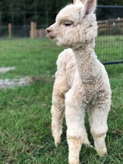 Shaw Farms-纽南必去景点