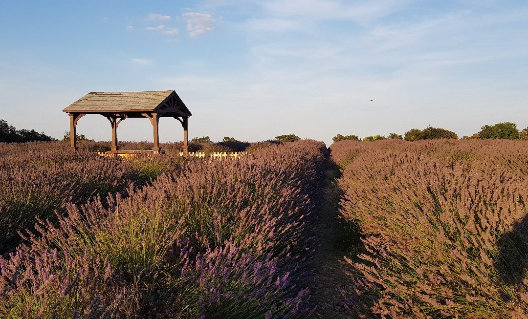 Mayfield Lavender Cafe and Gift Shop景点图片