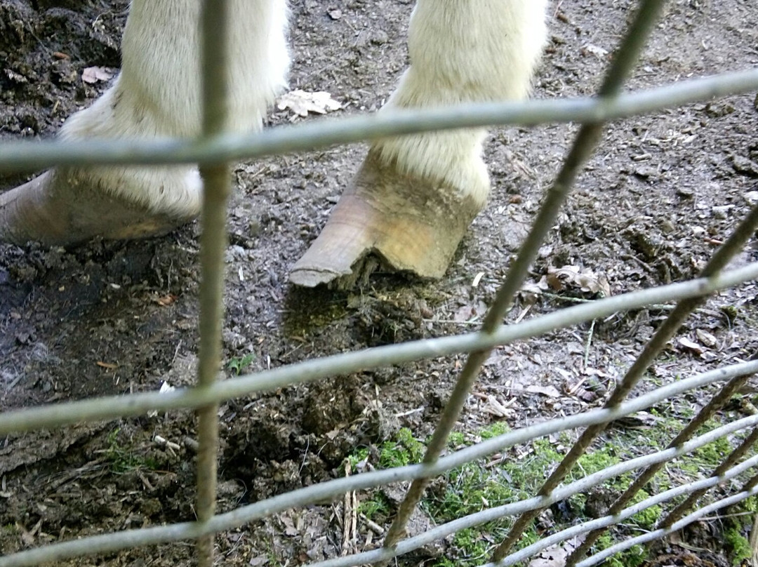 Parc Zoo du Reynou景点图片