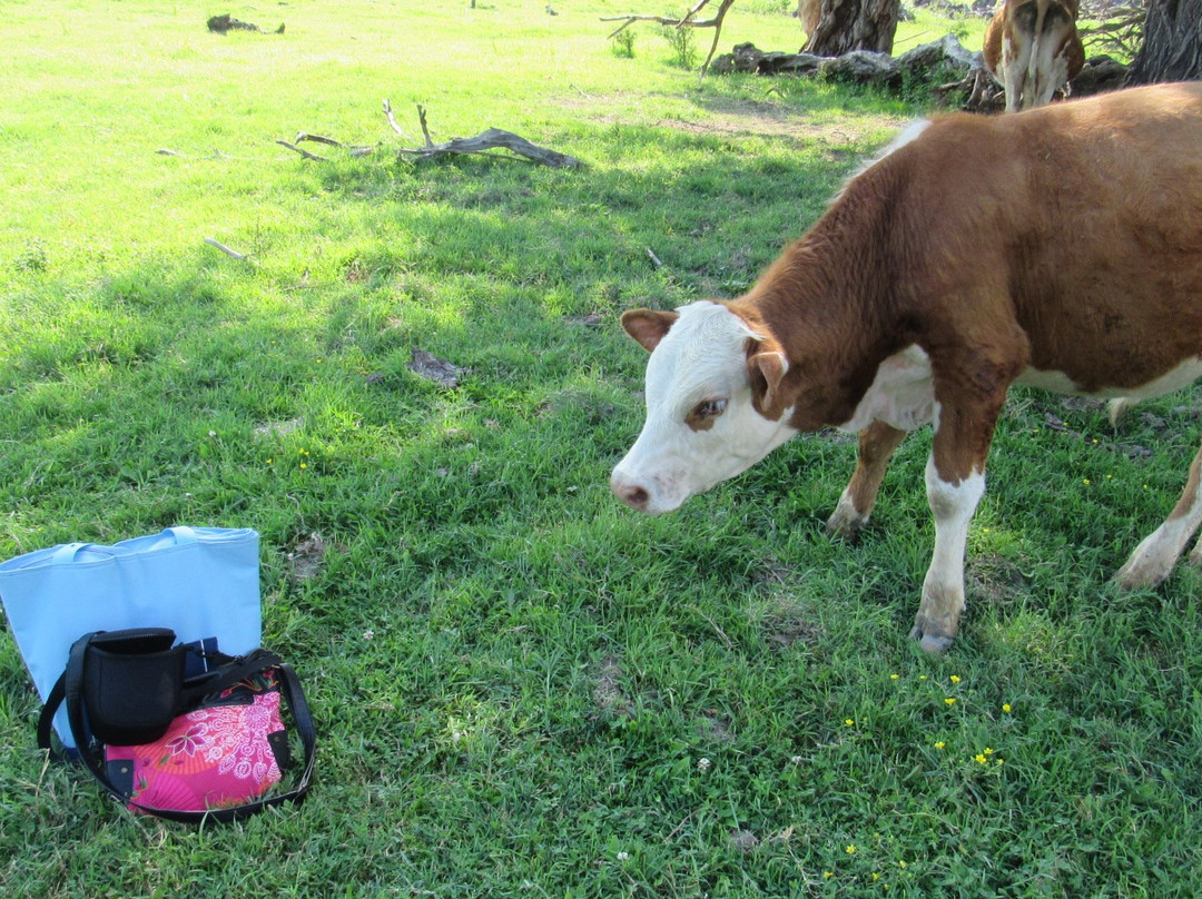 Island of Krcedin-Krcedin必去景点