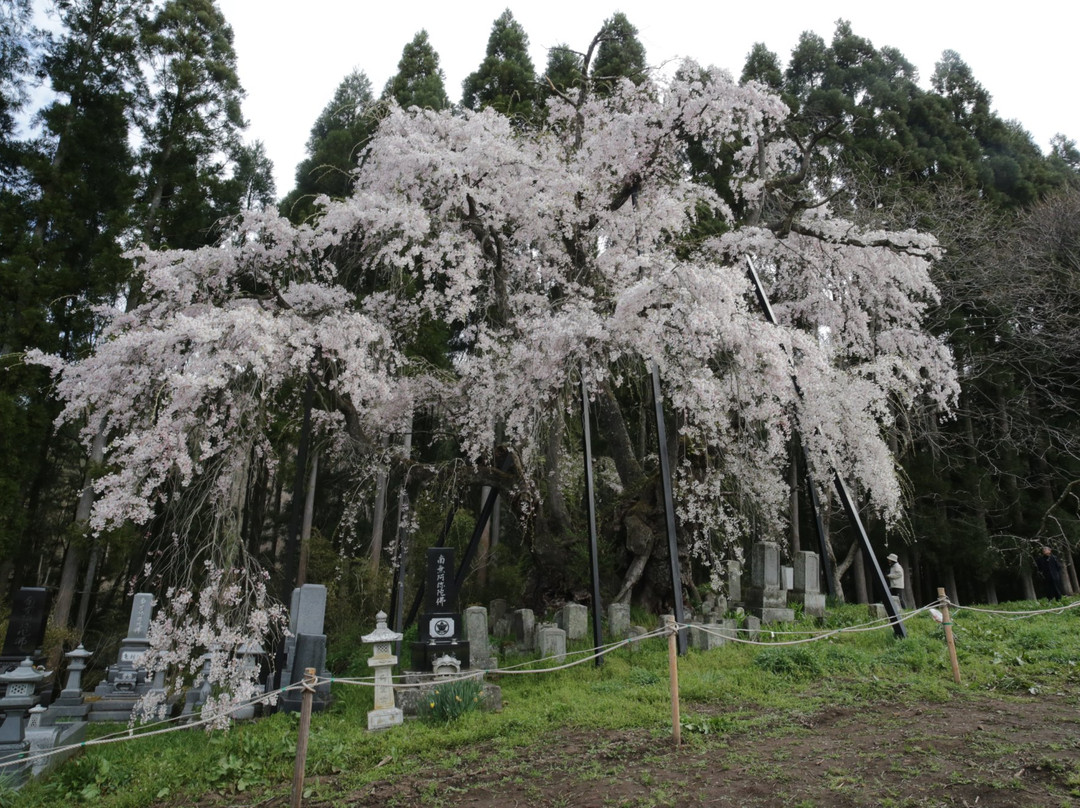Tsuboi no Shidarezakura-高山村必去景点