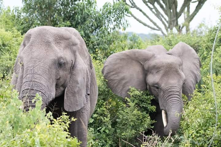 Mambo Gorilla Safari Uganda-吉佳利必去景点