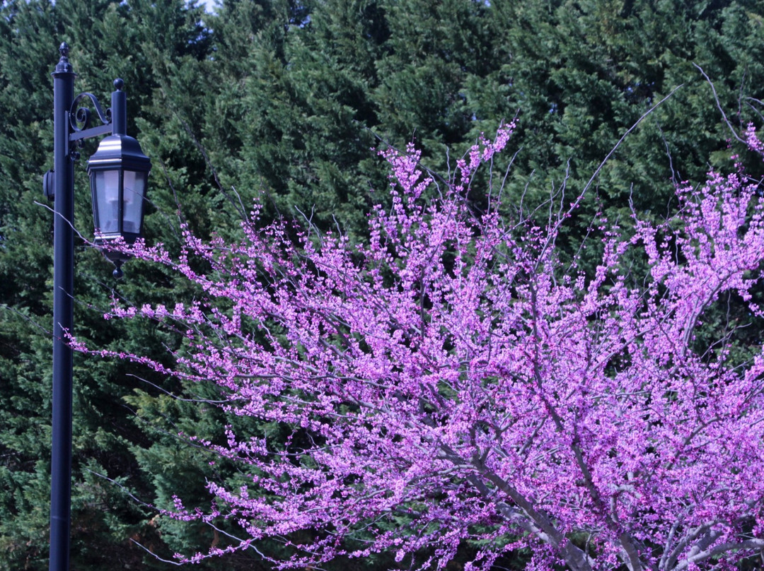 Blue Ridge Mountains Arts Association景点图片