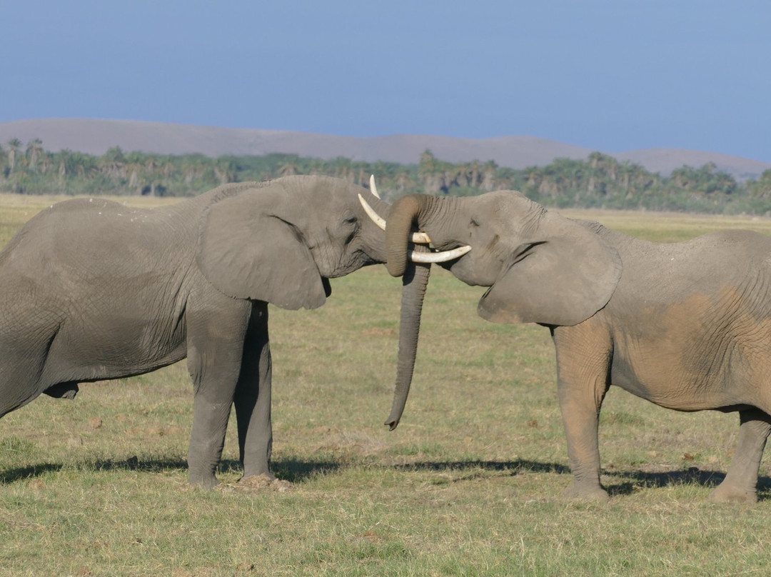 Real Masai Safari景点图片