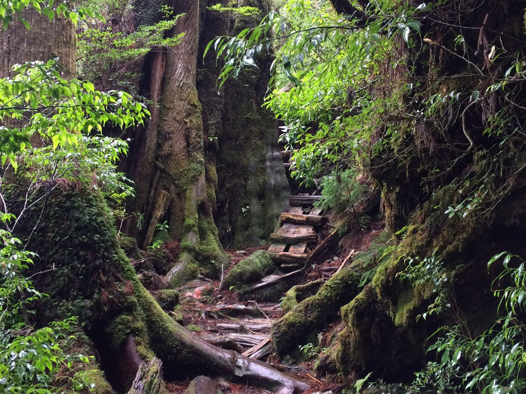 Yakusugi Land景点图片