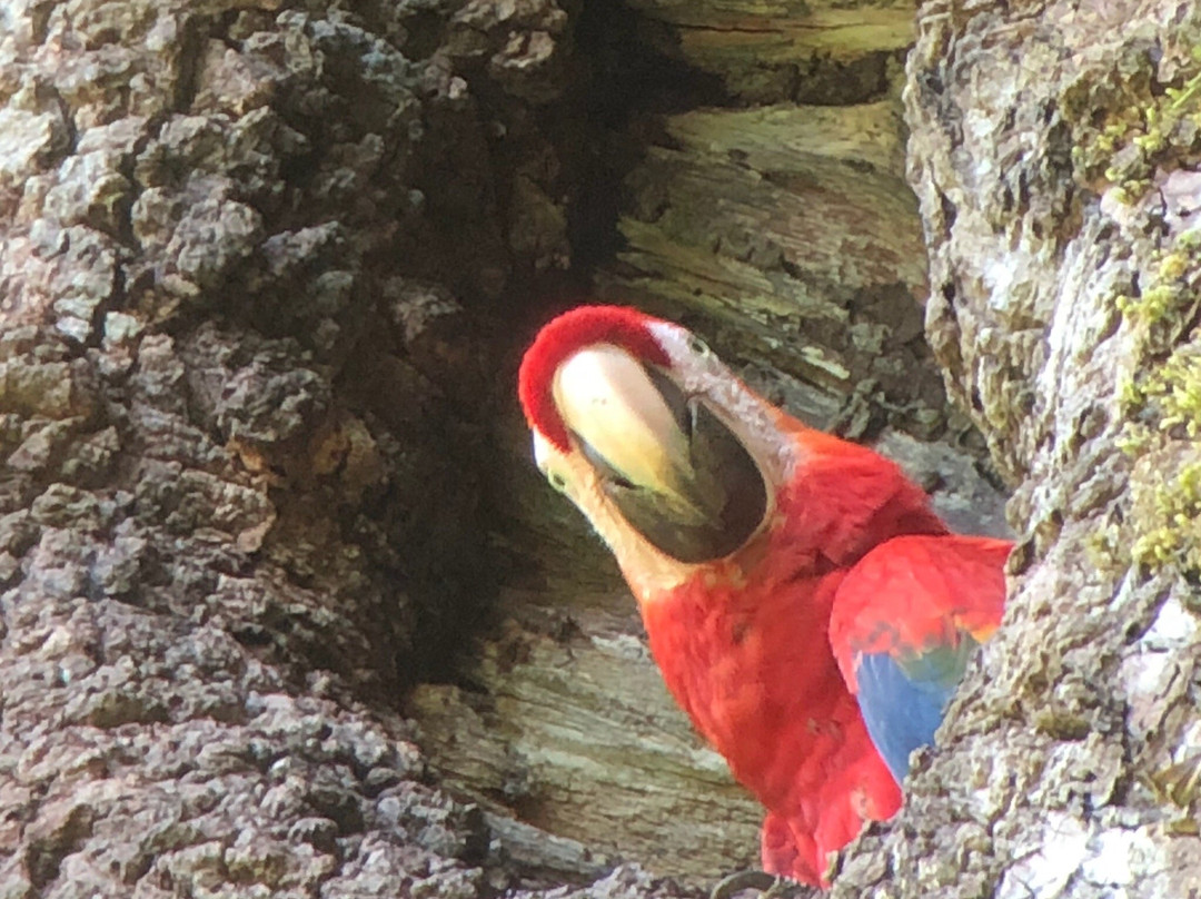 Birding Spots Manuel Antonio景点图片
