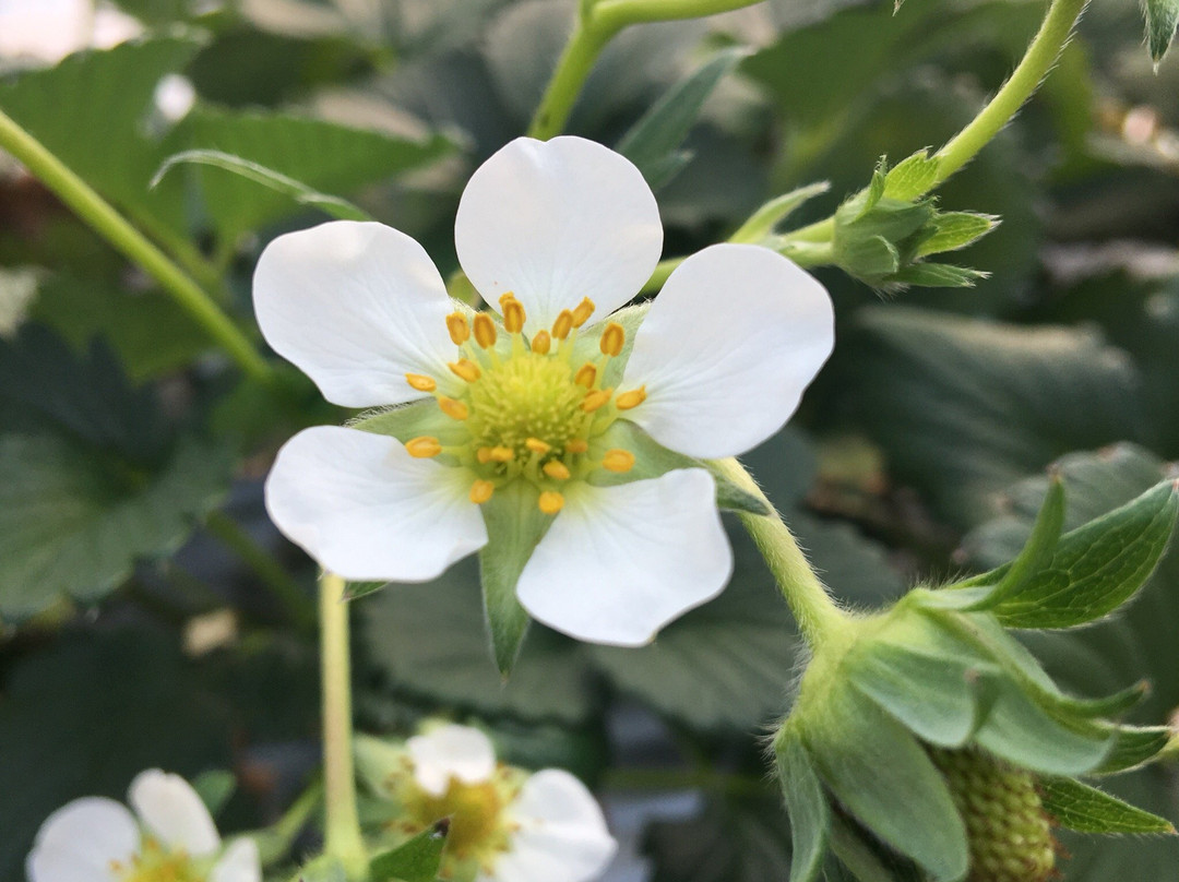 早岛町旅游景点-Yasuhara Strawberry Farm