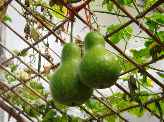 广州蔬菜公园-广州市必去景点