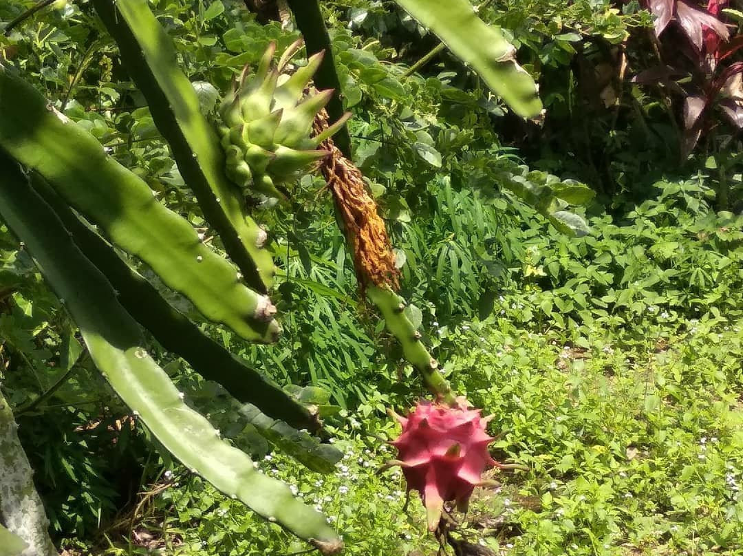 Waras Farm-芝勒贡必去景点