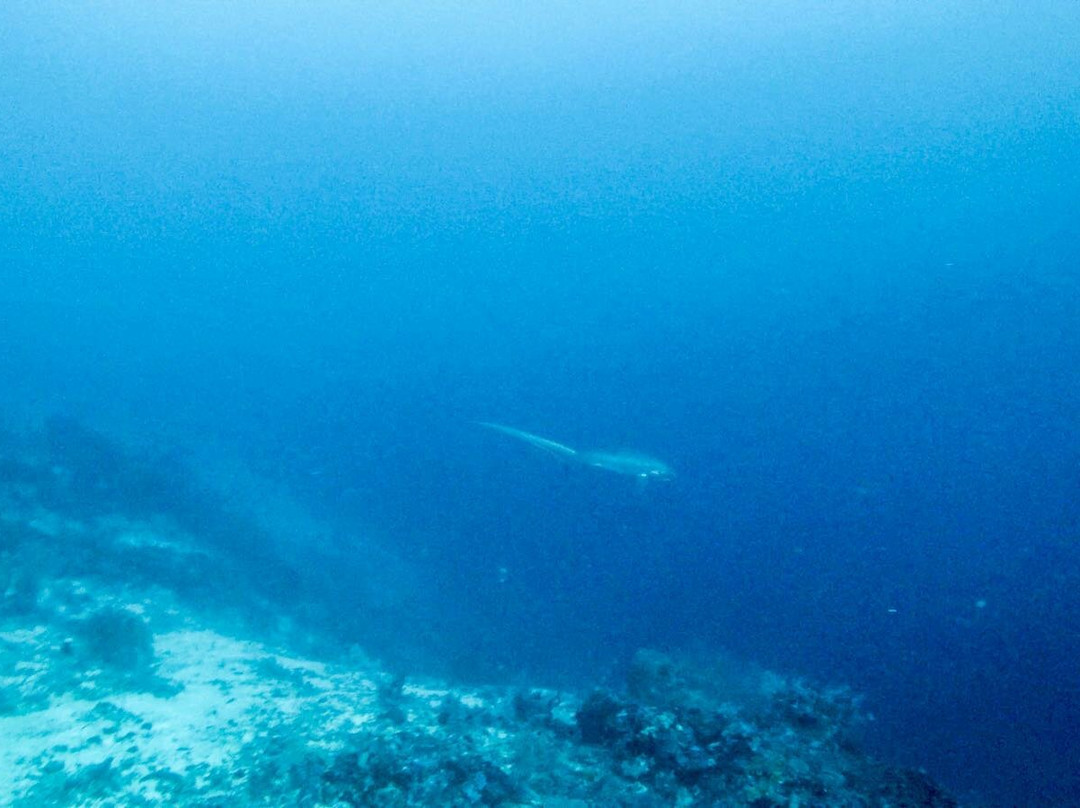 Buceo Malapascua-妈妈拍丝瓜岛必去景点