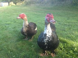 Hope River Farm-斯坦利桥必去景点