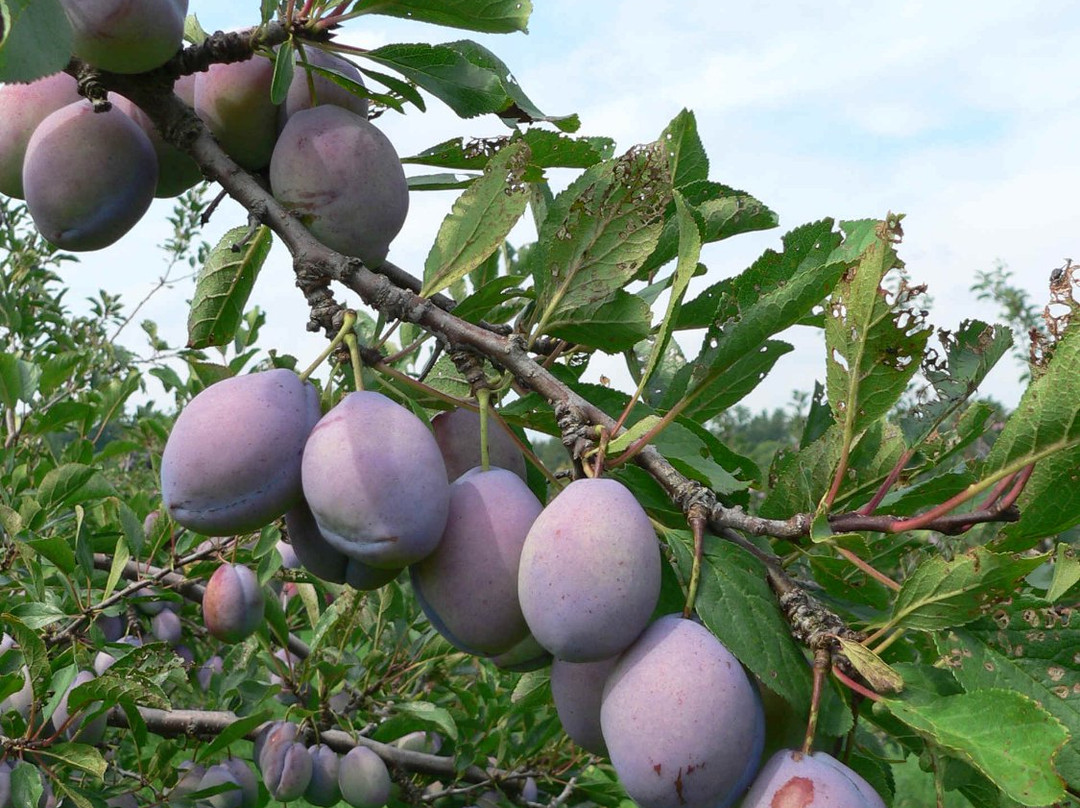 Tree-Mendus Fruit-Eau Claire必去景点