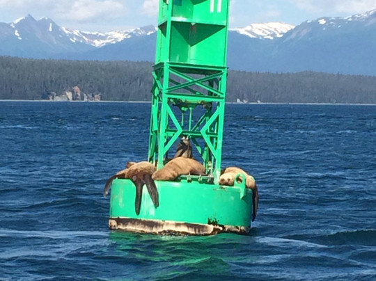 Hoonah Whale Tours-胡纳必去景点
