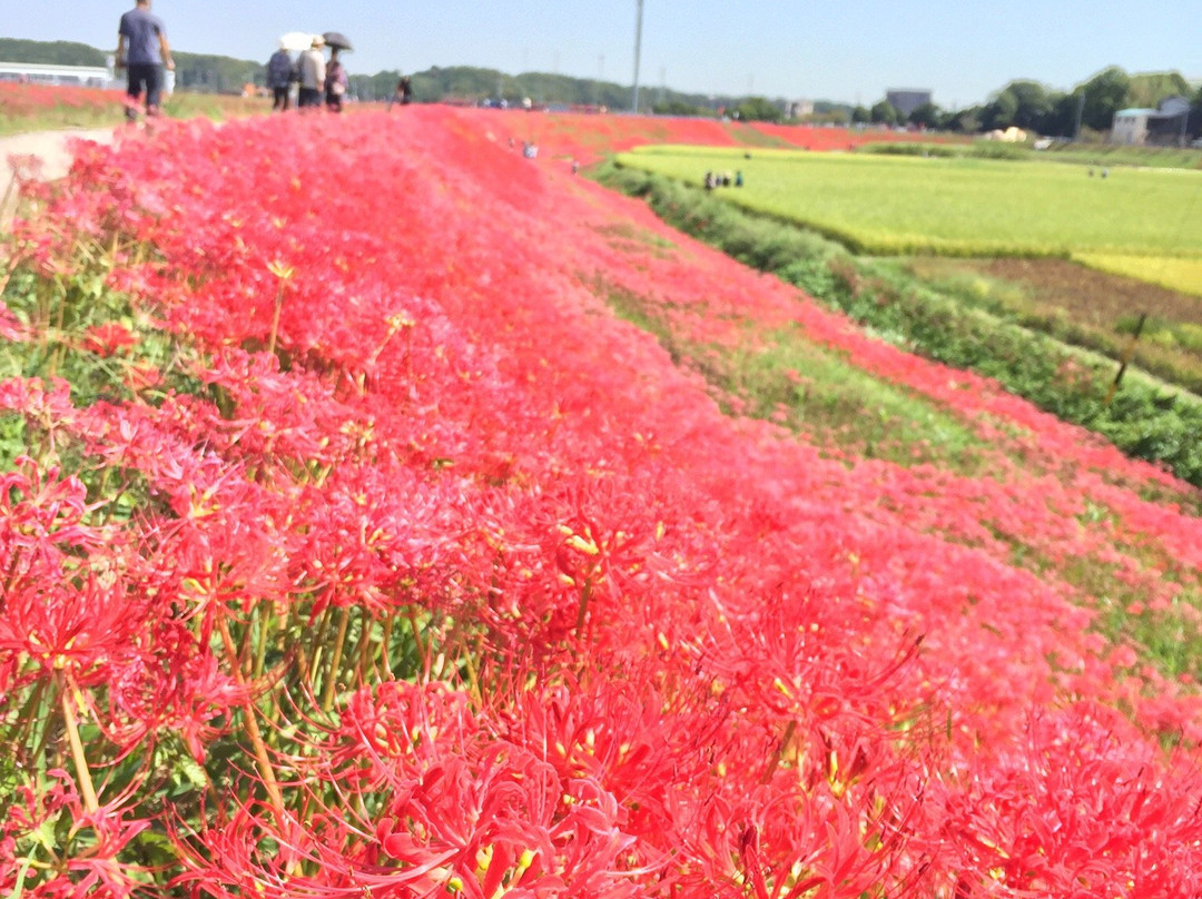 Niimi Nankichi Memorial Museum-半田市必去景点