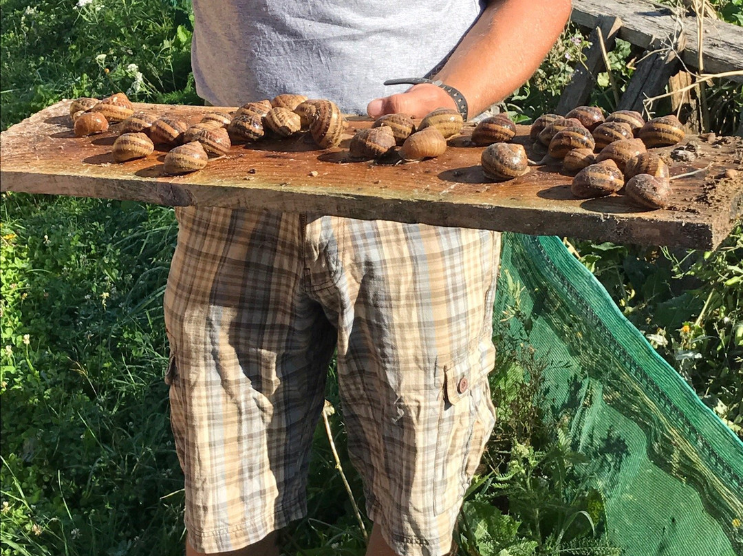 Les Escargots d'Armeau景点图片