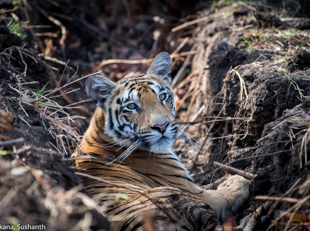 Bor Wild Life Sanctuary景点图片