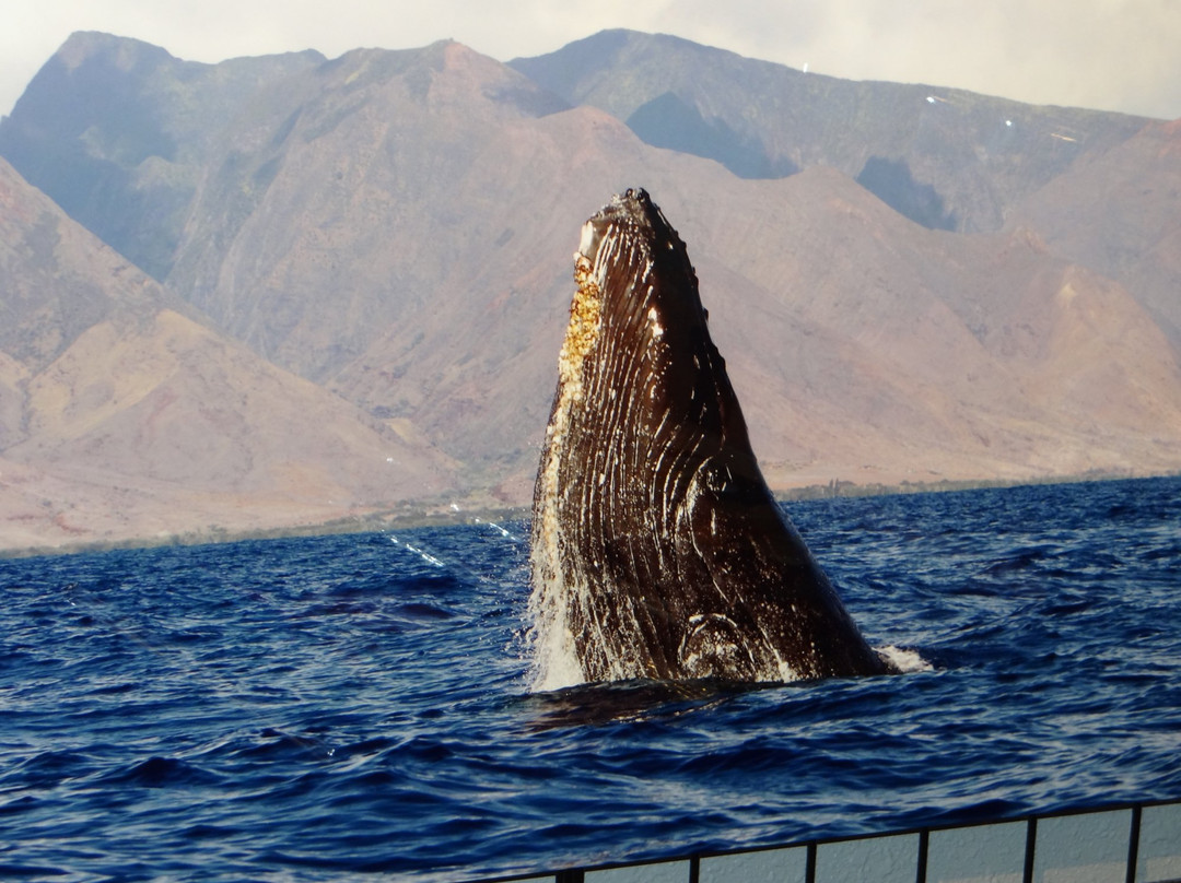 Maui On Metal-拉海纳必去景点