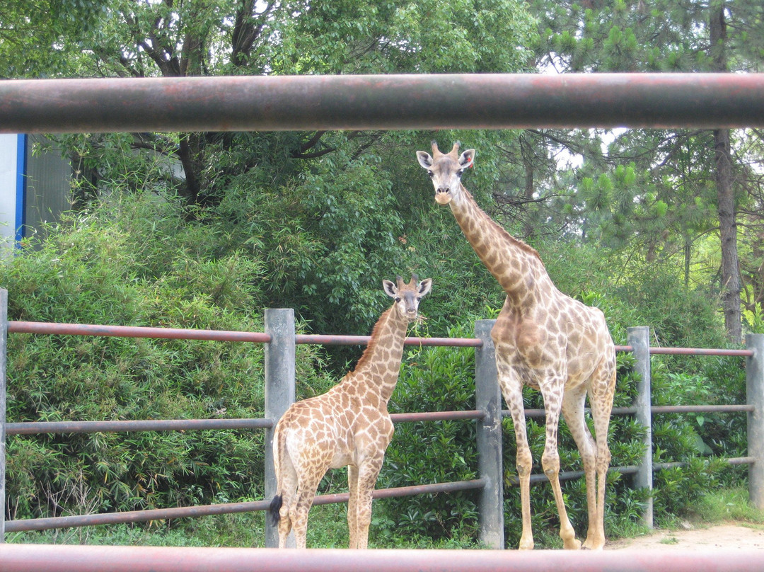 长沙生态动物园-长沙市必去景点