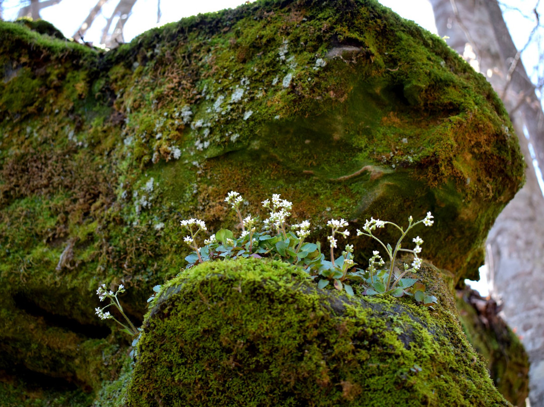 Shanty Hollow Lake Hiking Trail-鲍灵格林必去景点