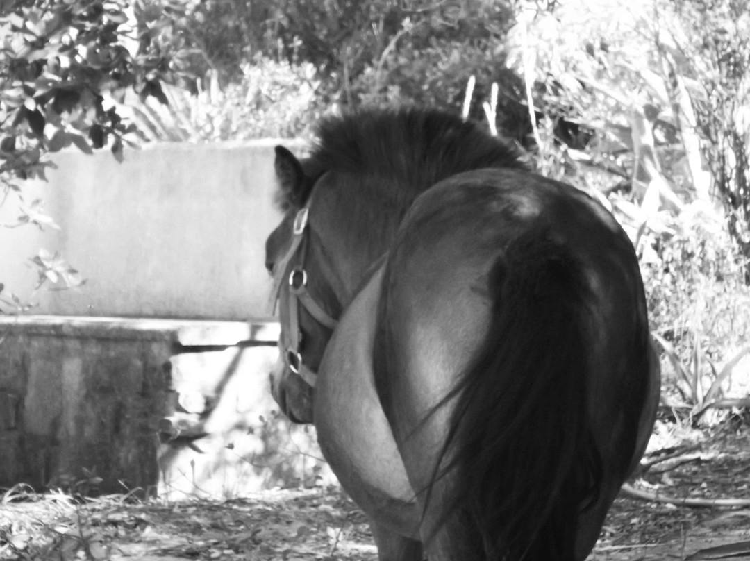 CountrySide Pony Algarve景点图片