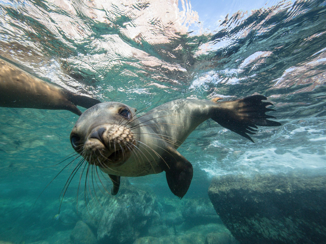 The Dive Gurus-拉巴斯必去景点