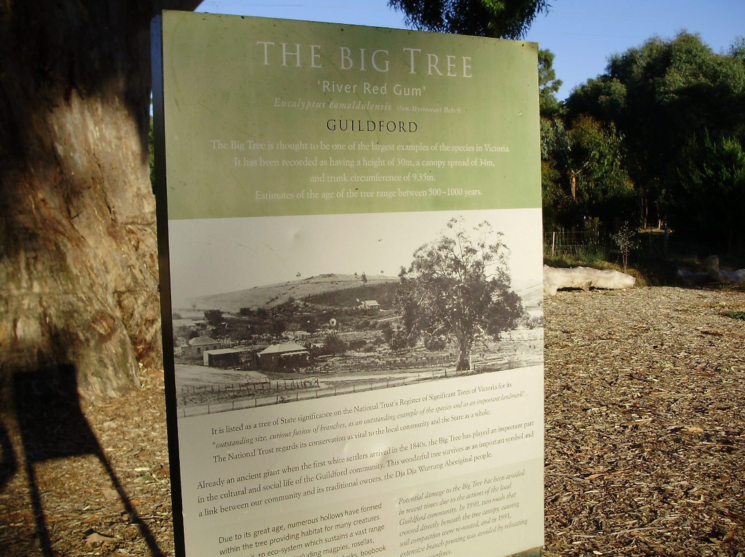 Big Tree-Guildford必去景点
