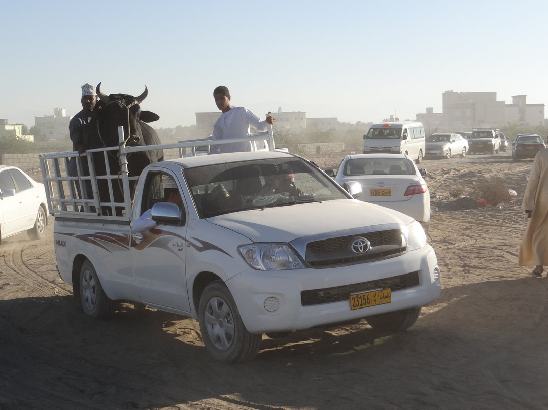 Barka Bull Fight Arena景点图片