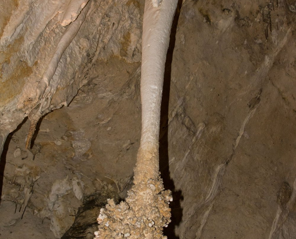 Lion's Tail-卡尔斯巴德洞穴国家公园必去景点