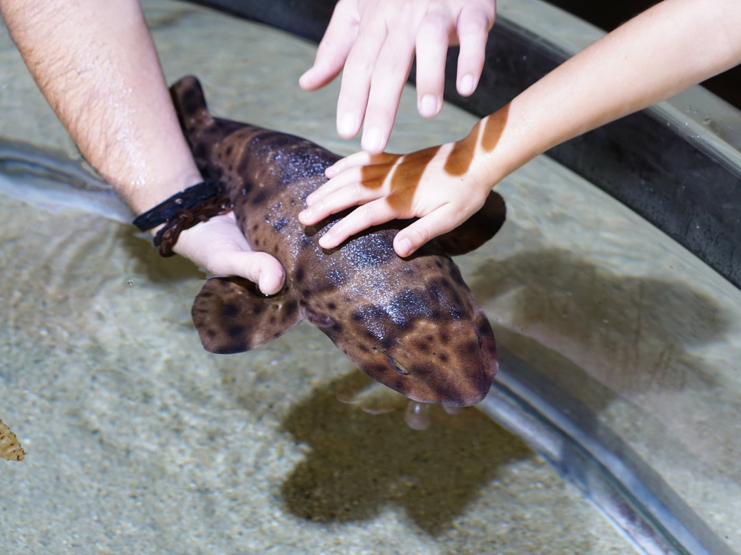 Santa Barbara Museum of Natural History Sea Center-圣巴巴拉必去景点