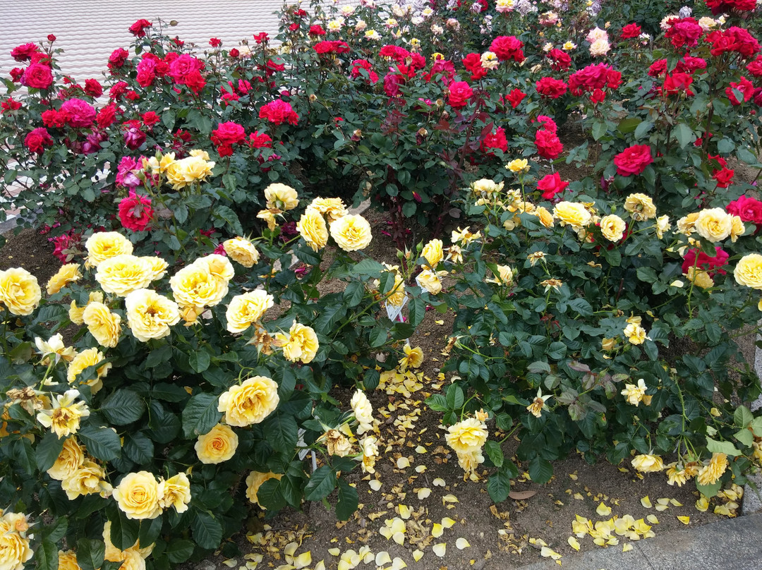 Rose Park景点图片