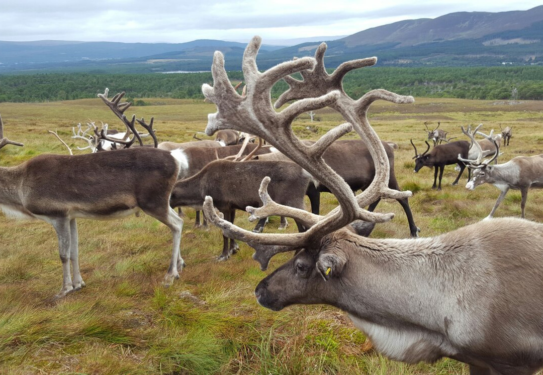 Cairngorm Reindeer Herd景点图片