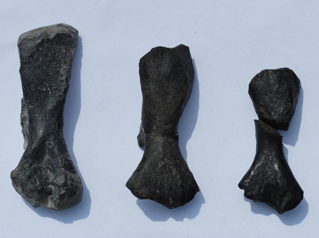 Blue Beach Fossil Museum-Hantsport必去景点