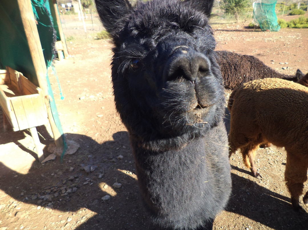 Alpaca Padocks景点图片