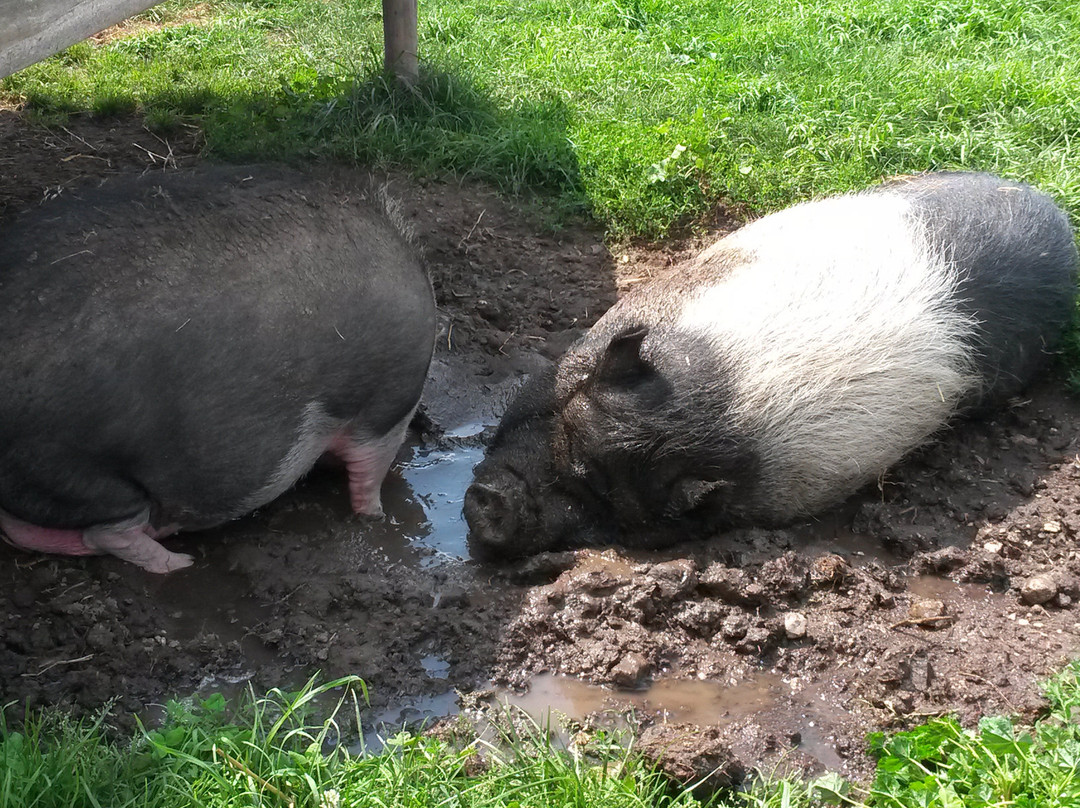 Plum Loco Animal Farm-Egg Harbor必去景点