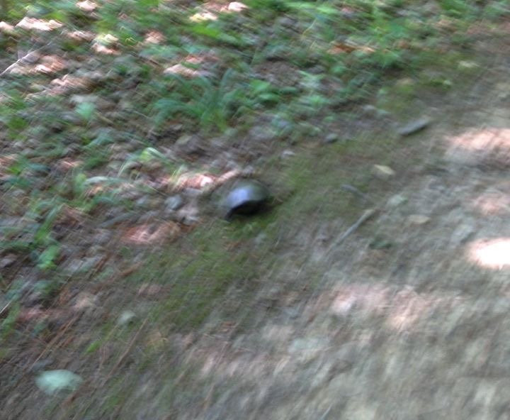 Beaverdam Park景点图片