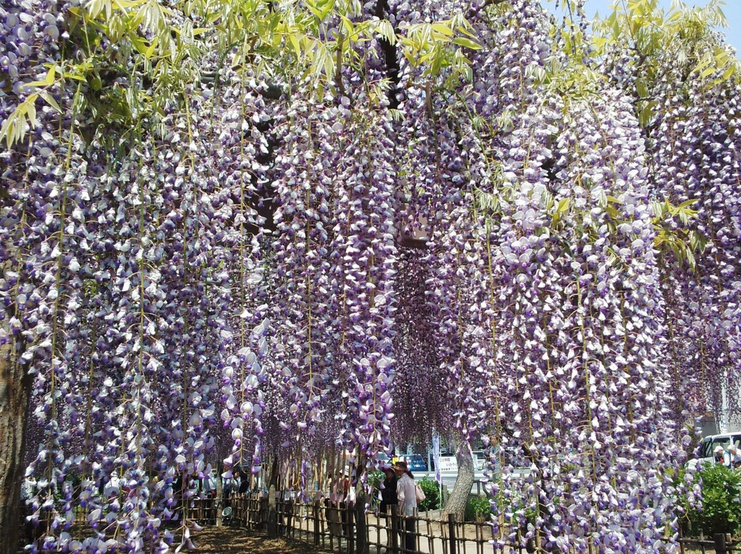 Kisai Fuji Matsuri-加须市必去景点