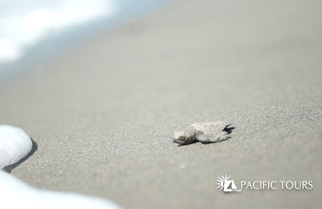 Pacific Tours Dmc景点图片