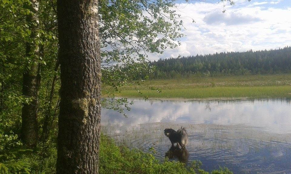 Adventure Apes